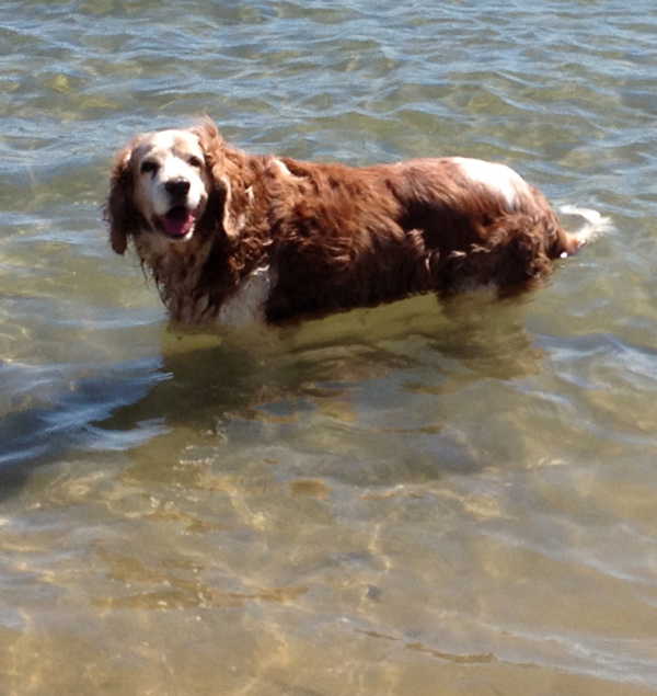 Winslow enjoying the water in Newport Harbor near  Little Balboa Island.